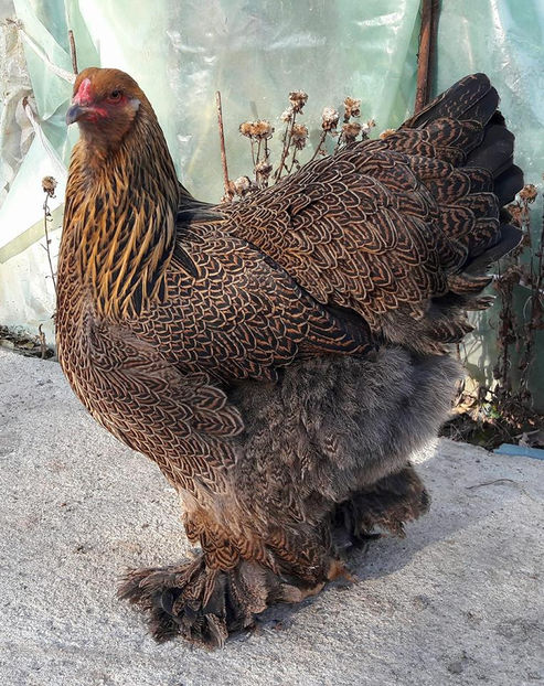  - a__Pui si tineret brahma 2017