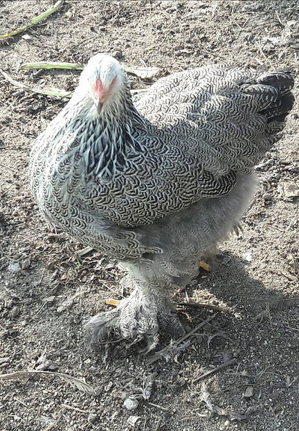  - a__Pui si tineret brahma 2017