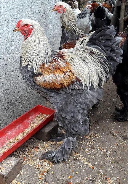  - a__Pui si tineret brahma 2017