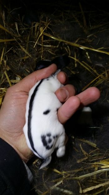  - cuib 16 noiembrie 17