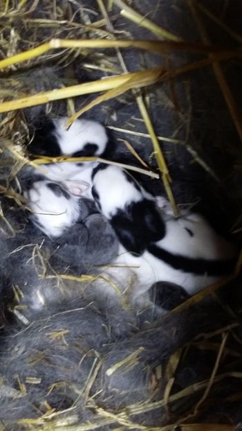 au fost 12 au ramas 6 - cuib 16 noiembrie 17