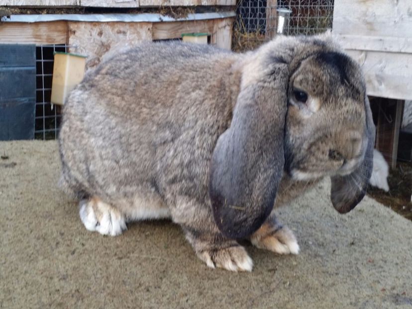 20171125_152015-1 - m1 aguti