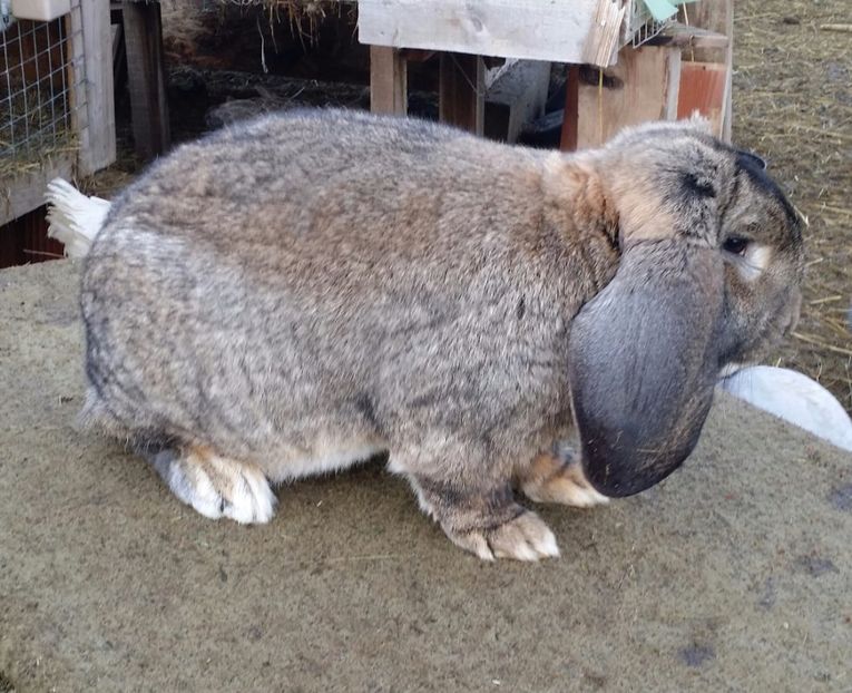 20171125_152012-1 - m1 aguti