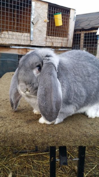  - F chinchila pe albastru