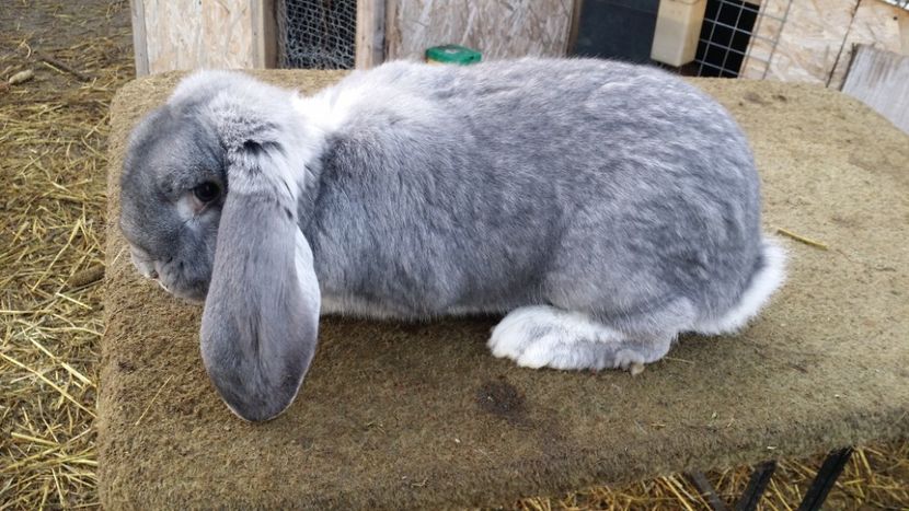  - F chinchila pe albastru