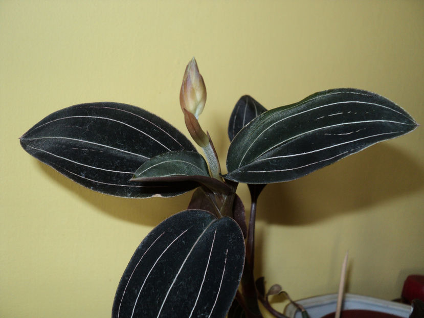 25 nov 2017 . Pornim la inflorit... - Ludisia