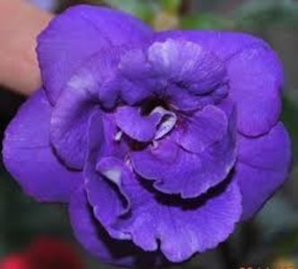 illya melnyk - Illya Melnyk -sylvia