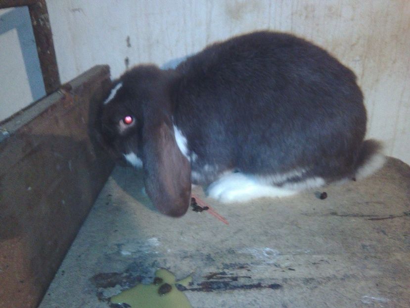 Mascul 5 luni 120 lei - De vanzare decembrie 2017