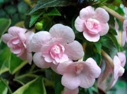 double pink rose - Double Pink Rose- sylvia