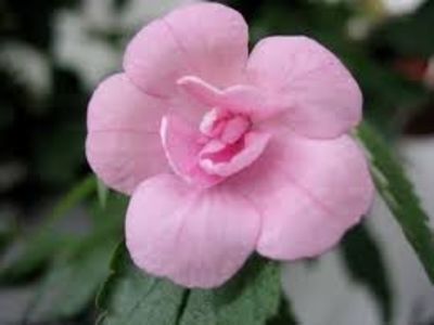 double pink rose - Double Pink Rose- sylvia