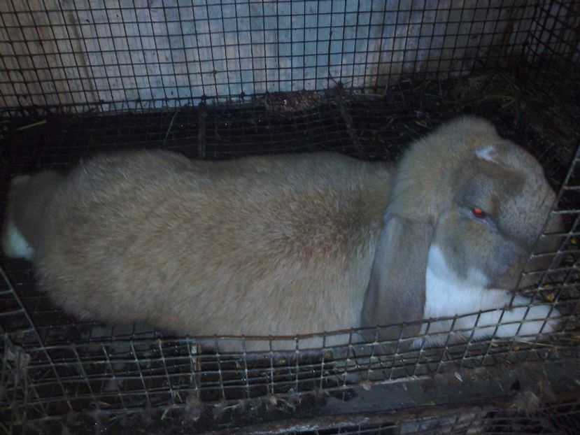 Femela 5 luni 120 lei - De vanzare decembrie 2017