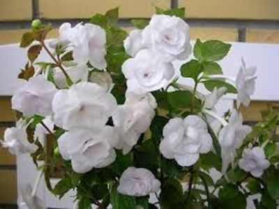 Double picotee rose - Double Peticotee Rose-nataliadinca