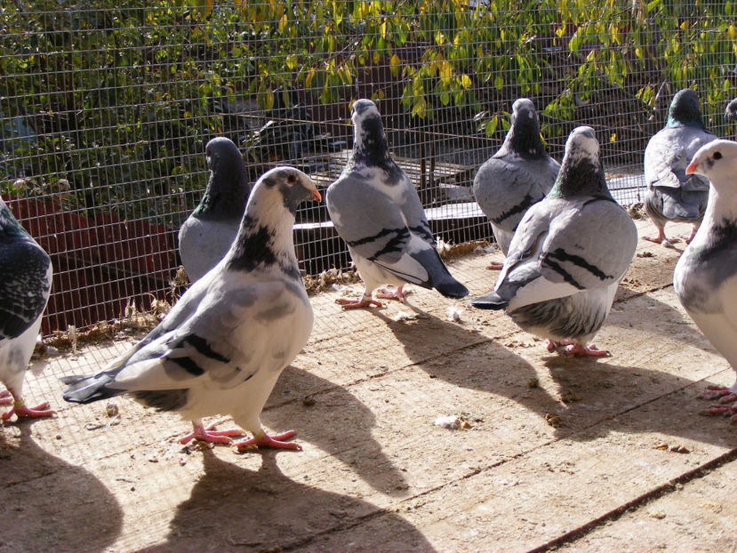 nou 101 - MATCA AMERICANI PT 2018