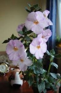 humberto vitorino - X2 Achimenantha Humberto Vitorino sylvia