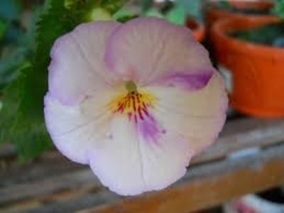 humberto vitorino - X2 Achimenantha Humberto Vitorino sylvia