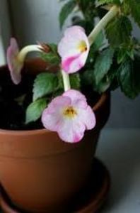 vie en rose - Vie en Rose- nataliadinca