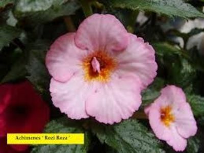 rozi roza - Rozi Roza 1 nataliadinca