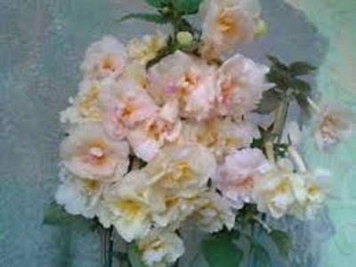 yellow english rose - Yellow English Rose- nataliadinca