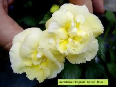 yellow english rose - Yellow English Rose- nataliadinca