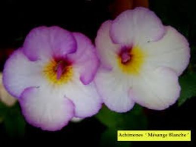 message blanche - Mesange Blanche- nataliadinca