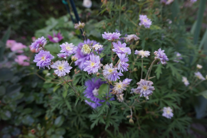  - Geranium si alte perene