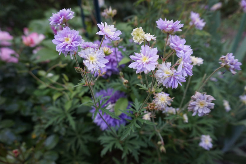 Summer skies - Geranium si alte perene