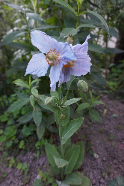  - Geranium si alte perene