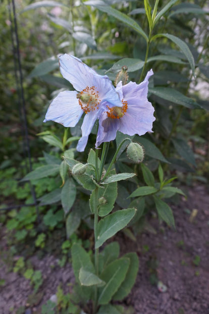 Meconopsis - Geranium si alte perene