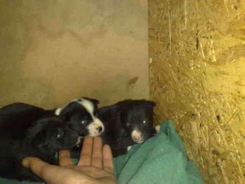  - Caini de sobolani-dihori-paza