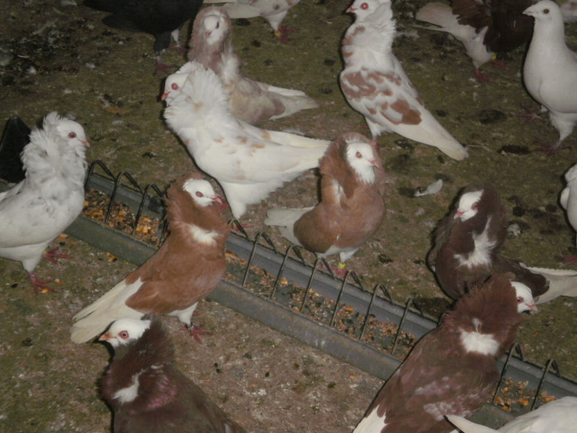 PB230007 - Volierele