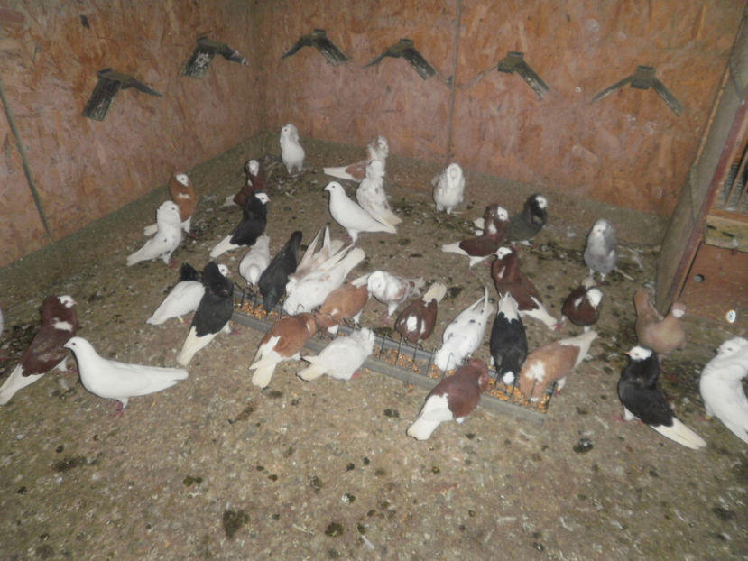 PB230005 - Volierele