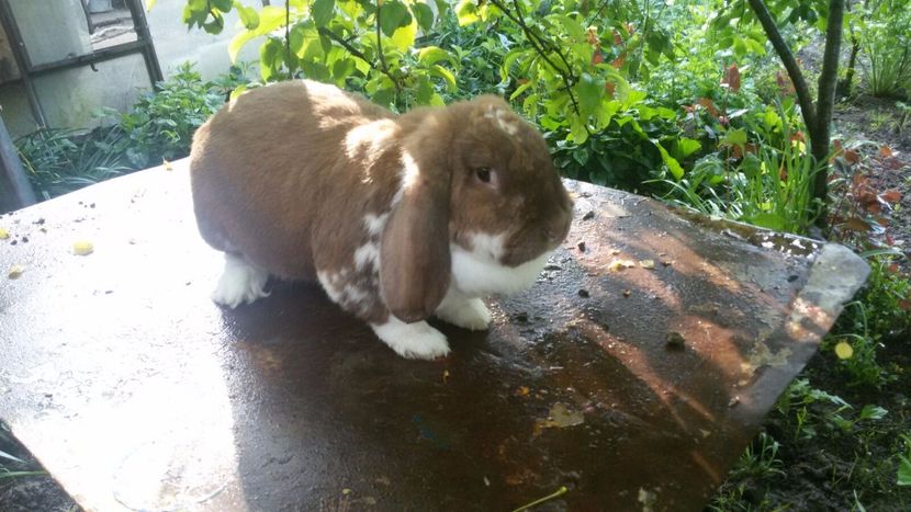 IMG-20170517-WA0007 - femela nr 5