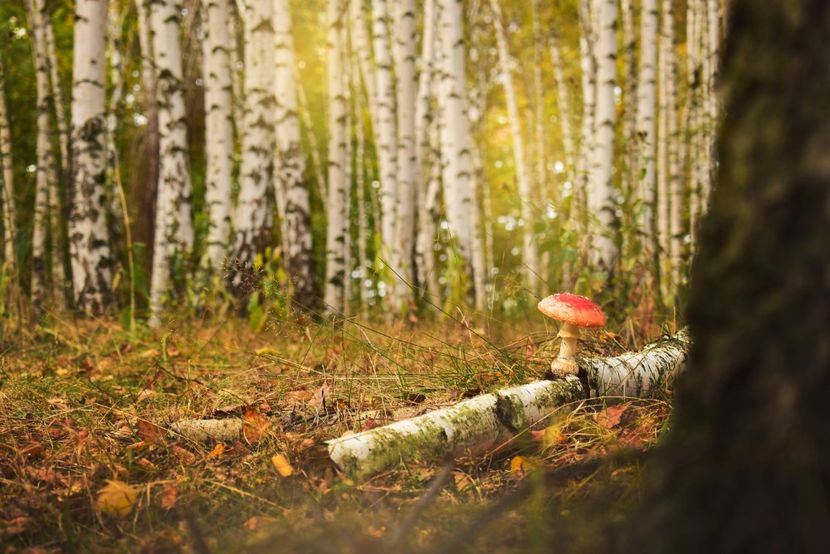  - Frumusetea toamnei