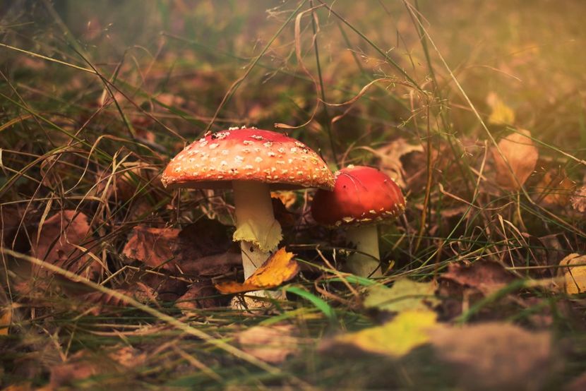  - Frumusetea toamnei