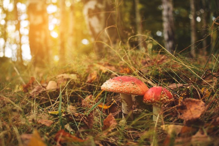  - Frumusetea toamnei