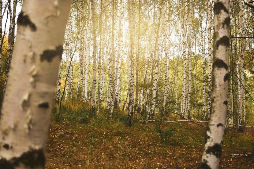  - Frumusetea toamnei