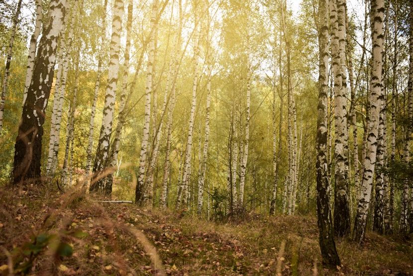  - Frumusetea toamnei