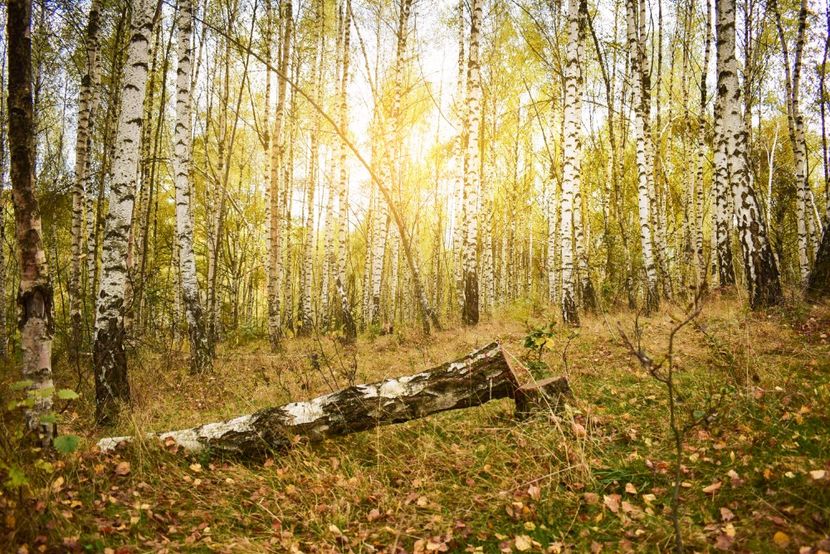  - Frumusetea toamnei