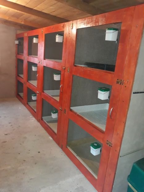  - AAA NOUL ADAPOST PENTRU IEPURI