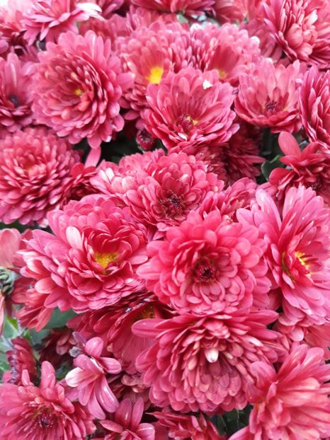  - zz Grădina de acasă