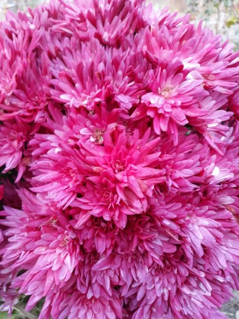  - zz Grădina de acasă