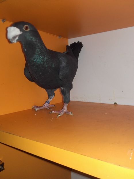 Mascul2012 - Achizitii 2017