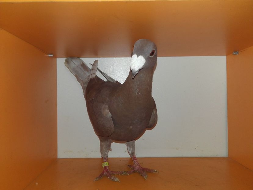 Femela2017 - Achizitii 2017