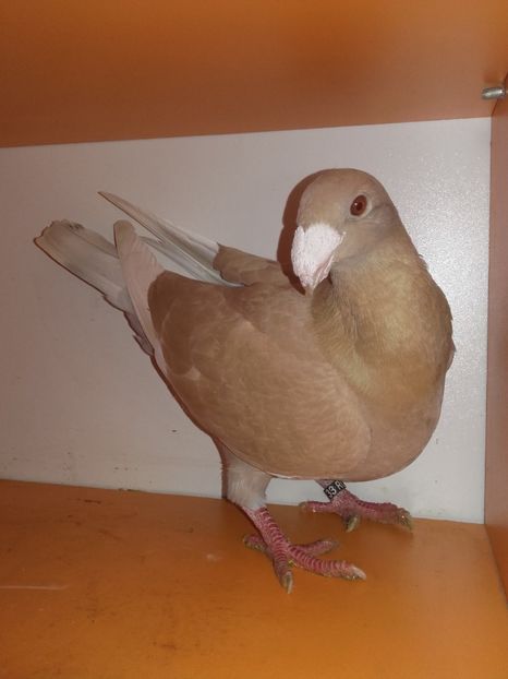 Femela2017 - Achizitii 2017