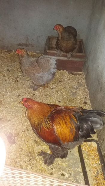  - Pui brahma potarnichiu pe albastru sau blue gold