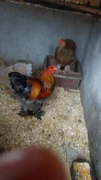  - Pui brahma potarnichiu pe albastru sau blue gold
