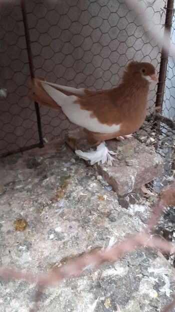 IMG-20171024-WA0023 - Pui de 2017