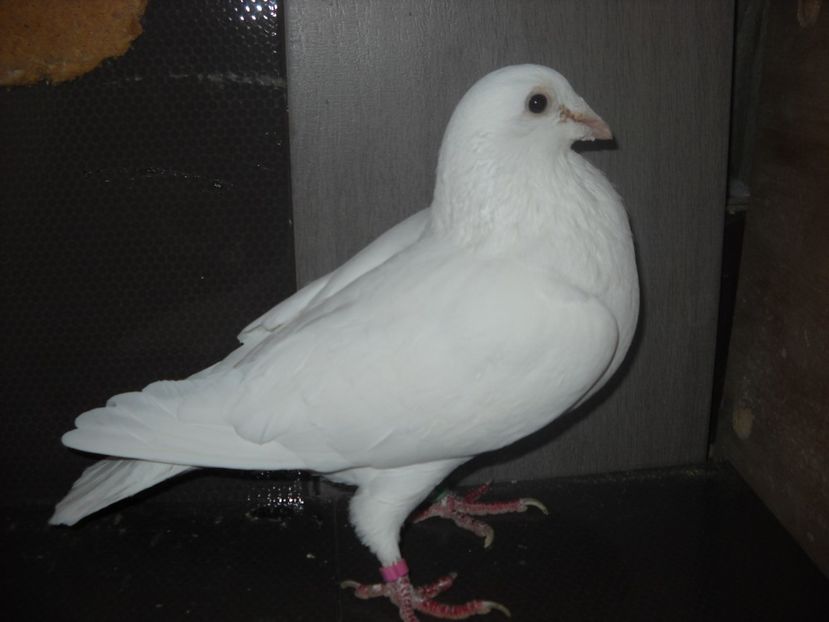 F.2010 - PORUMBEI VANDUTI