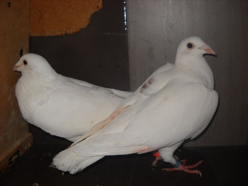 PER. - UNDEVA IN SUCEAVA arhiva