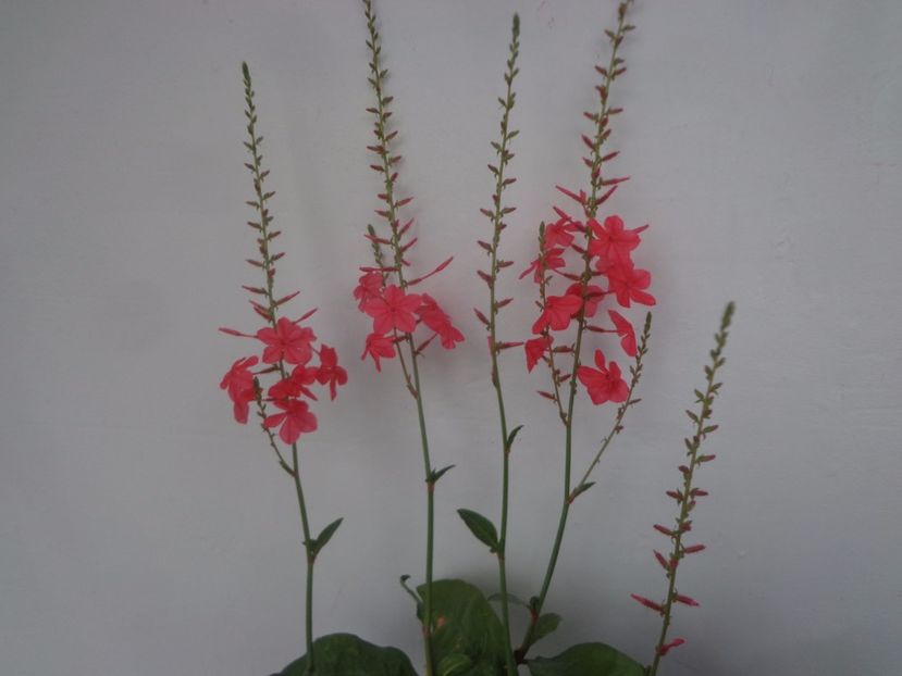 "Indica"...nu reusesc sa-i redau splendoarea... - Argumente